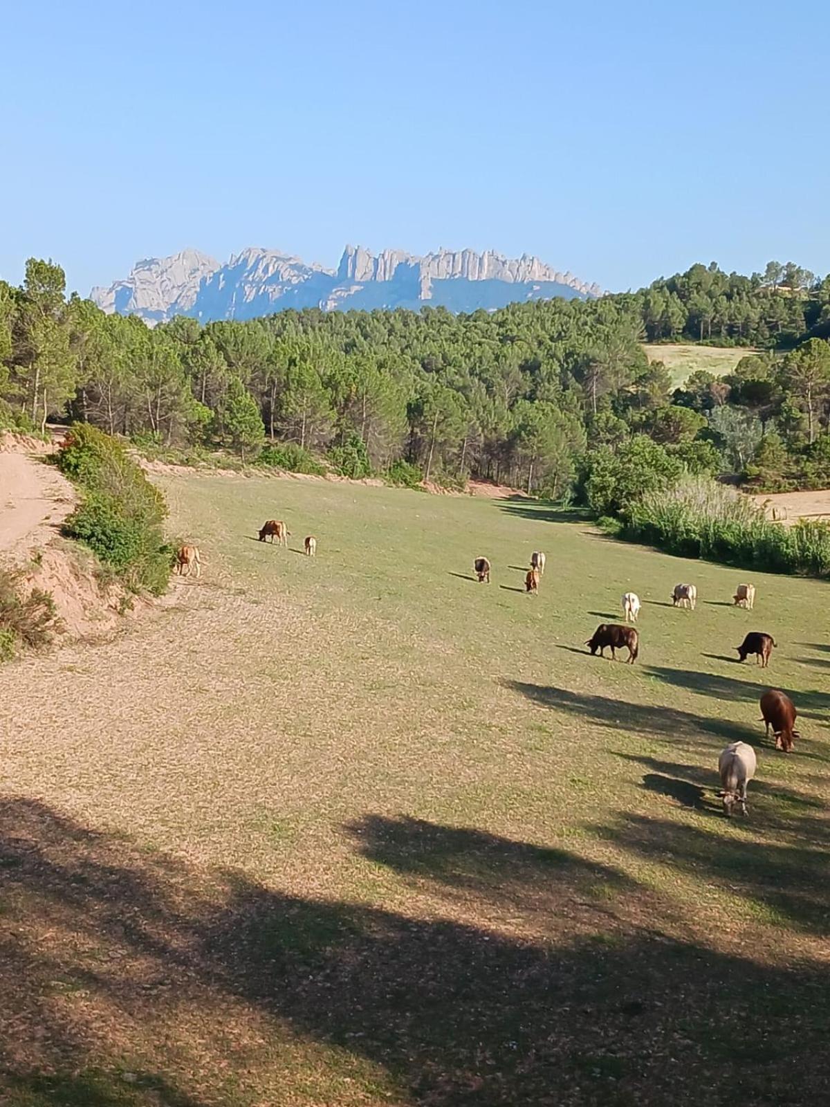 Mas Set-Rengs Agroturisme - Completo Guardiola de Font-Rubi エクステリア 写真